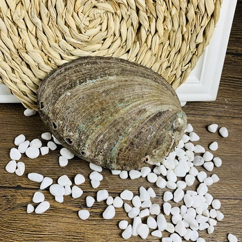 12-13cm Stora Abalone Shell Naturliga Seashell Nautiska heminredning Tvål Hållare Preparatet Strand Bröllop Dekor Akvarium Landskap