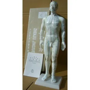 50 CM / 48 CM / 26 CM engelska mänskliga akupunktur meridian poäng modell manliga eller kvinnliga acupoint modell med bruksanvisning fri frakt