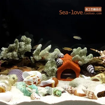 Akvarium Landskap Naturliga Conch Kokos, Majs Noble Conch Kyckling Lindad Conch Medelhavet Ornament Micro-liggande Dekoration