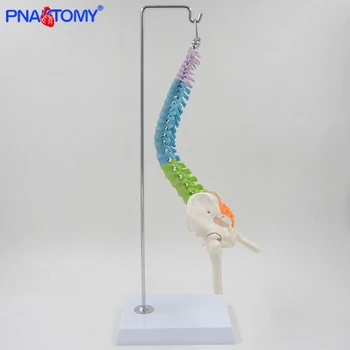 Flexibel mänskliga ryggraden modell 45cm ryggraden ryggraden ländryggen anatomisk modell bäckenets anatomi skelett färg med bas PNATOMY