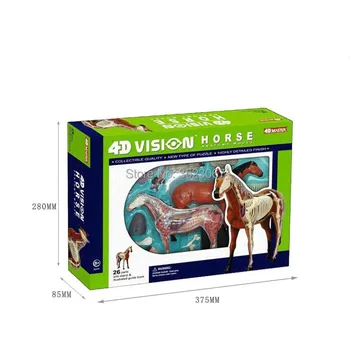 Hästen Anatomi Modell 4D Vision Modell av 4D Master endcational leksaker