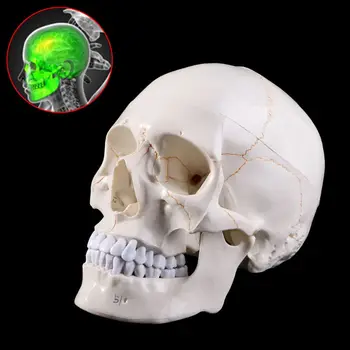 Livet Storlek Mänsklig Skalle Modell Anatomi Anatomiska Medicinsk Undervisning Skelett Huvud Studera Läromedel