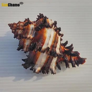 Nytt Mode Naturliga Conch Shell Conch heminredning Conch eremitkräfta Skal Micro-landskap Medelhavet Ornament Exemplar