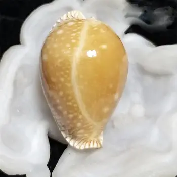 Sällsynta conch, 5,1 cm East Sea Gold Star Snigel snigel samling heminredning