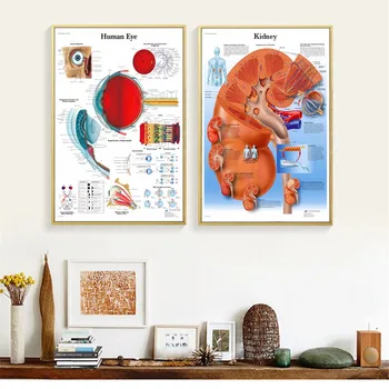 Mänskliga Organ Anatomi Medicinsk Duk Konst Att Måla Affischer Och Utskrifter Vägg Bilder Vardagsrum Dekorativa Heminredning Ingen Ram